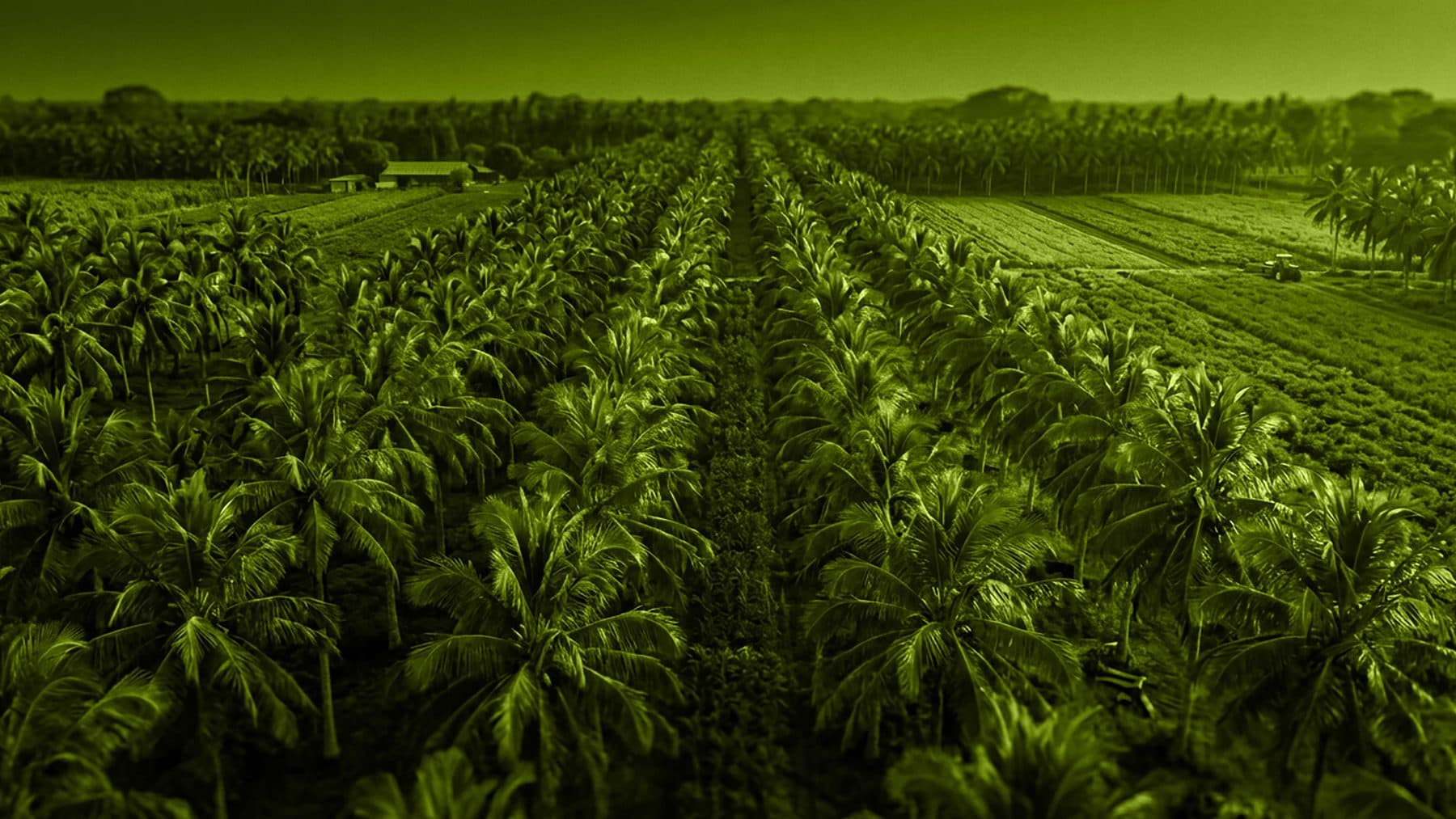 Date palm plantation rows in Egypt
